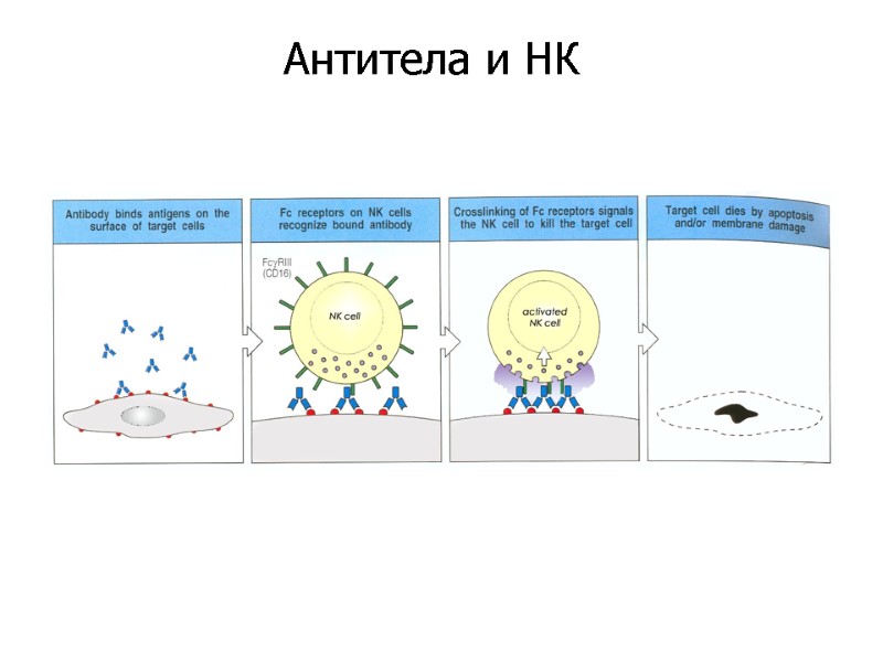 Антитела и НК